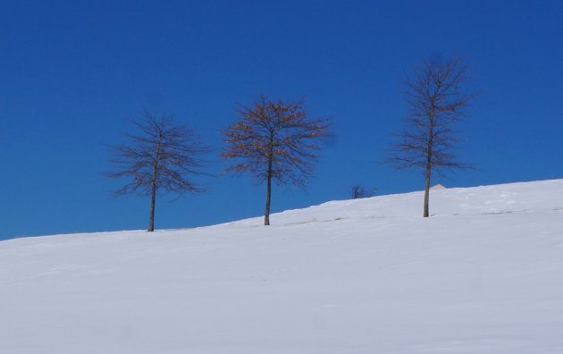 Trees at Millennium Park in the snow