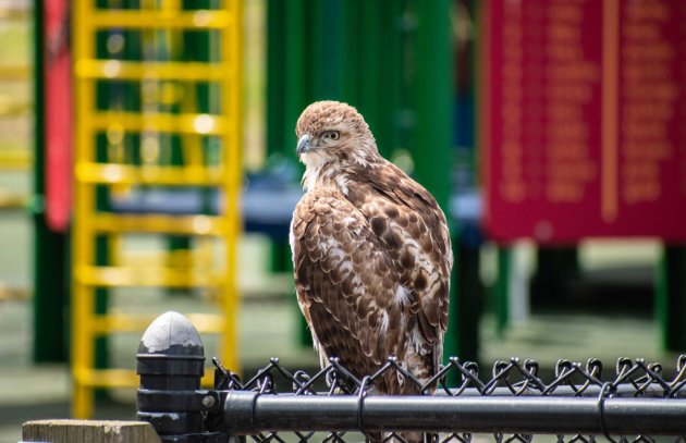 Hawk at a Franklin Park playground