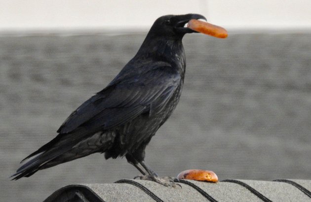 Raven eating a bagel