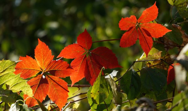 Reddish orange leaves at Millennium Pak