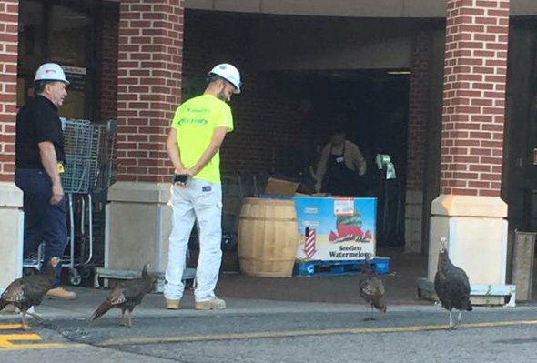 Live turkeys at Roche Bros. in West Roxbury