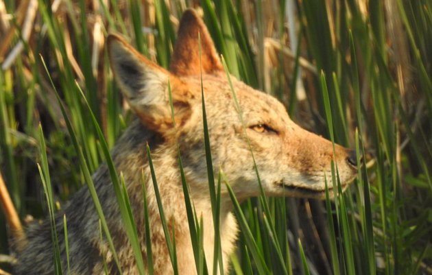 Coyote at Millennium Park