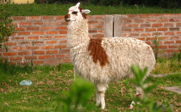 Alpaca