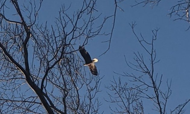 Bald eagle in the Back Bay