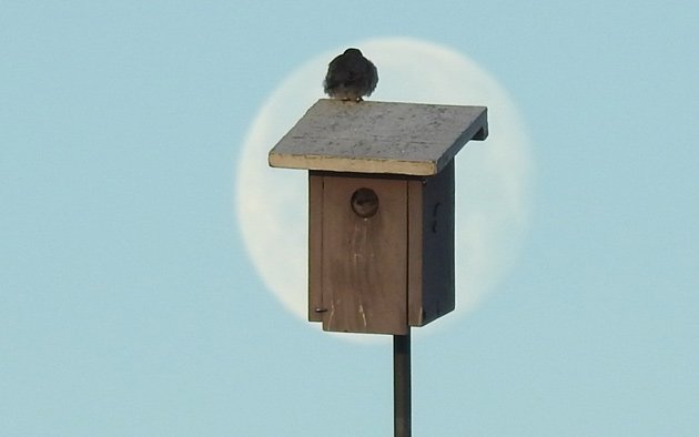 Sparrow on a box at Millennium Park