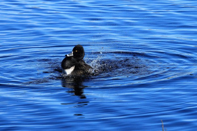 Ring-necked duck in Fresh Pond