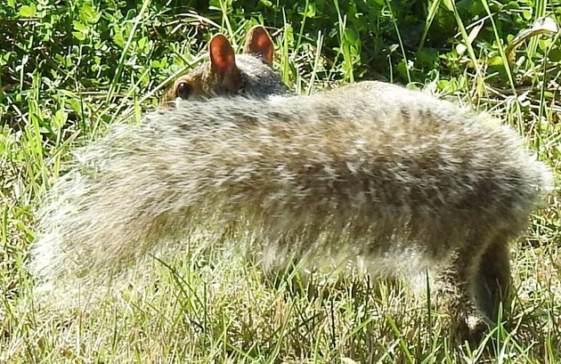 Fuzzy squirrel