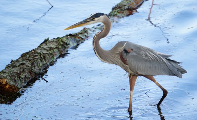 Great blue heron in Jamaica Pond