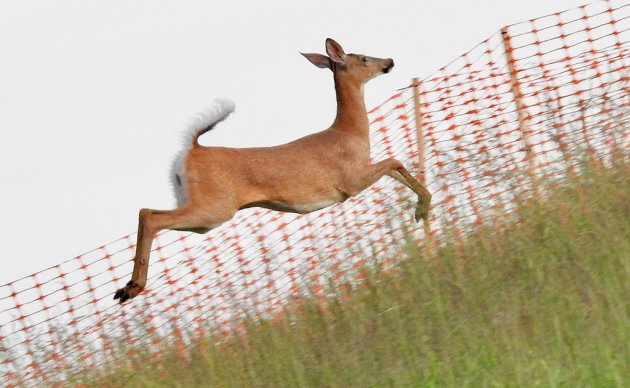 Deer bounding up the hill at Millennium Park