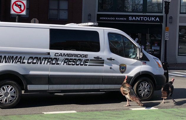 Turkeys with animal-control van in Harvard Square