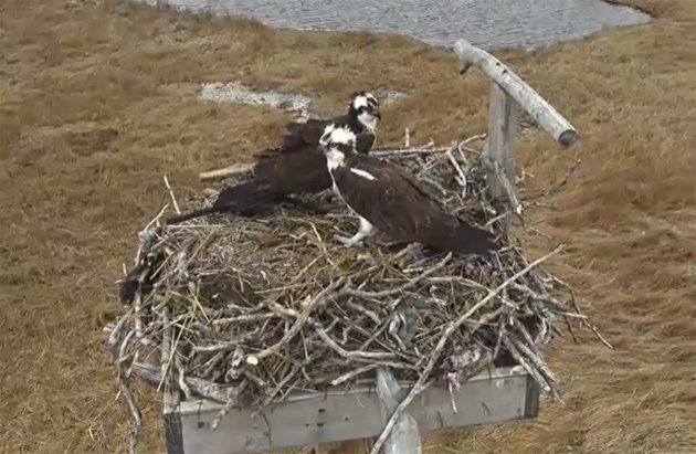 Ospreys at Belle Isle Marsh