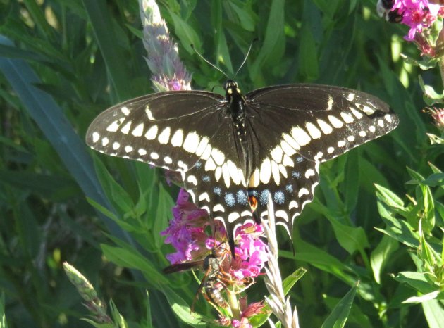 Butterfly in Millennium Park