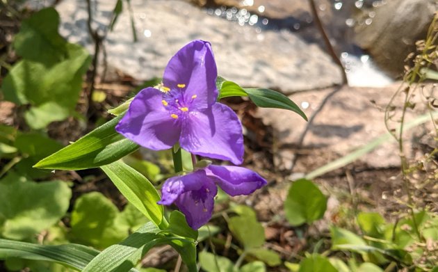 Purple flower at Jamaica Pond