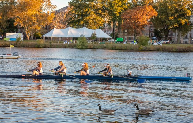 Rowers and geese