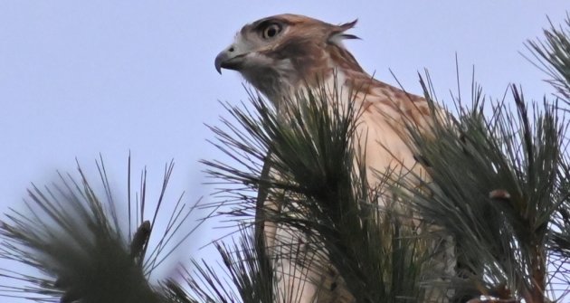 Hawk successful  a conifer  histrion   successful  South Boston