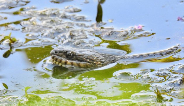 Snake in pond in Allandale Woods