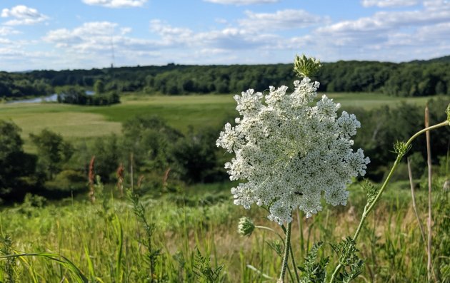 Big bloom atop Millennium Park in West Roxbury