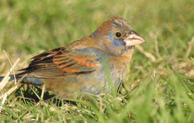 Blue grosbeak