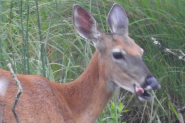 Deer enjoying the shoots