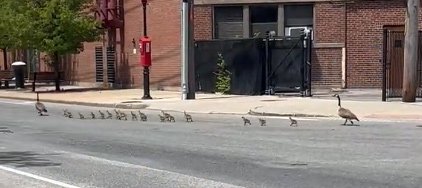 A huge goose family