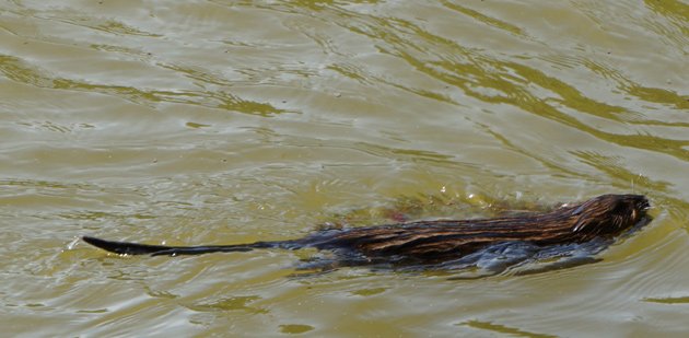 Muskrat in yucky Jamaica Pond