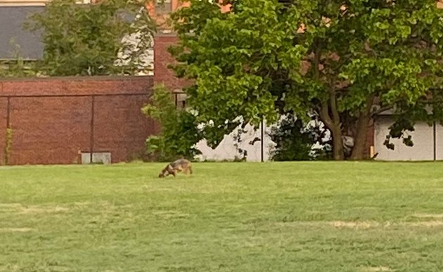 Coyote in the outfield