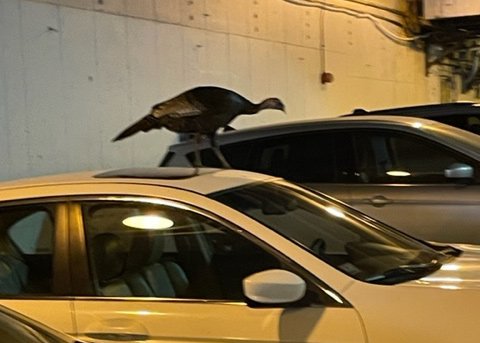 Turkey in City Hall garage