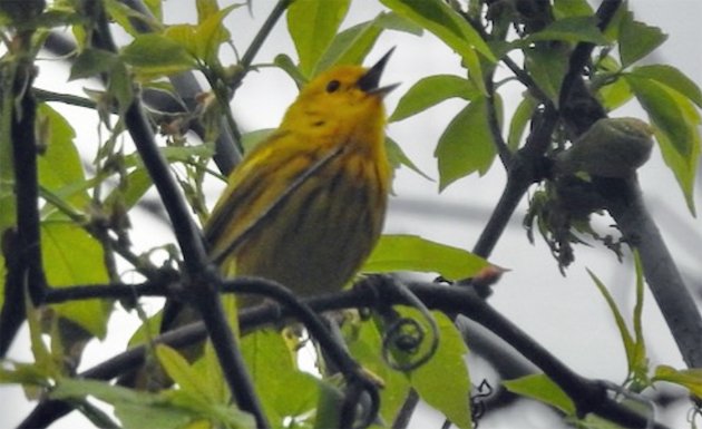 Yellow Warbler at Millnnium Park in full sing