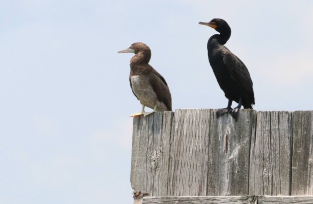 Booby and cormorant in Old Harbor