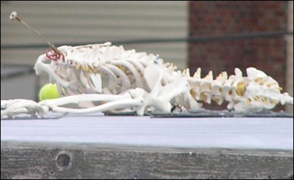 Skeleton of a dead robotic goose?