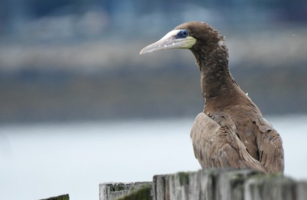 Brown booby in South Boston