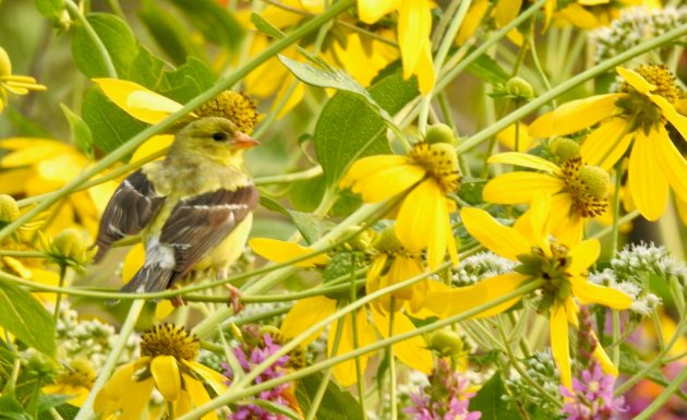 Yellow bird in yellow flowers