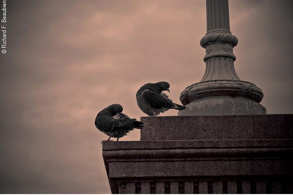 Pigeons in the park