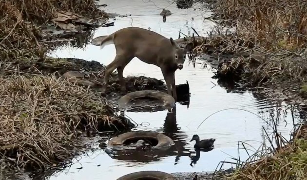 Deer drinking water with some ducks and tires