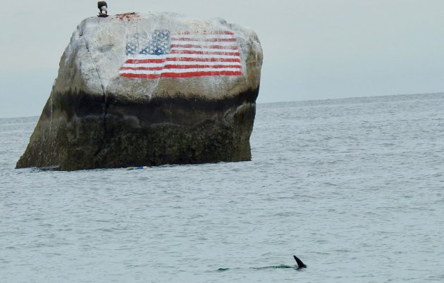 Eagle atop Flag Rock and a dolphin swimming near it