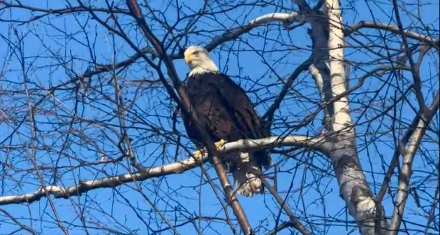 Eagle in a tree on the Esplanade