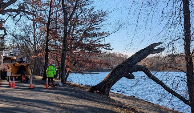 Workers preparing to uproot dying tree on the banks of Jamaica Pond