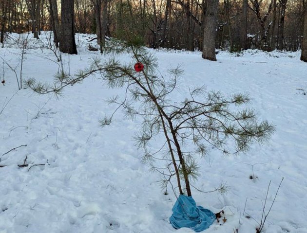 Small pine tree in Franklin Park decorated with a single ornament