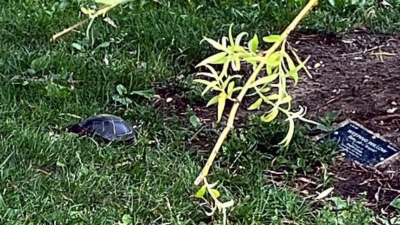 Turtle in the grass, alas