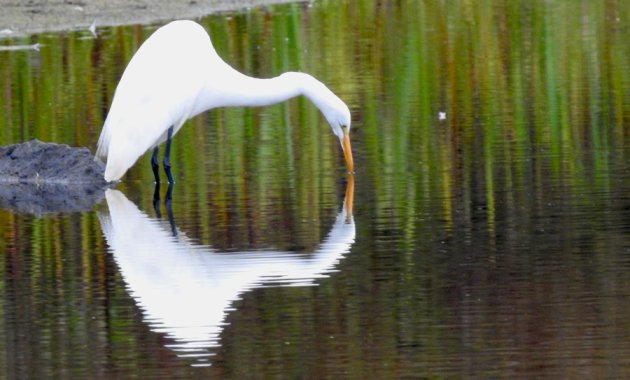 Great egret in the Charles River