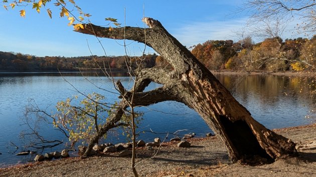 Grizzled old tree at Jamaica Pond still hanging on, if barely