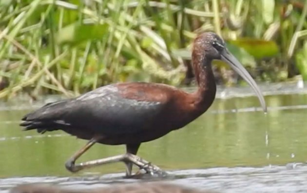 Glossy ibis