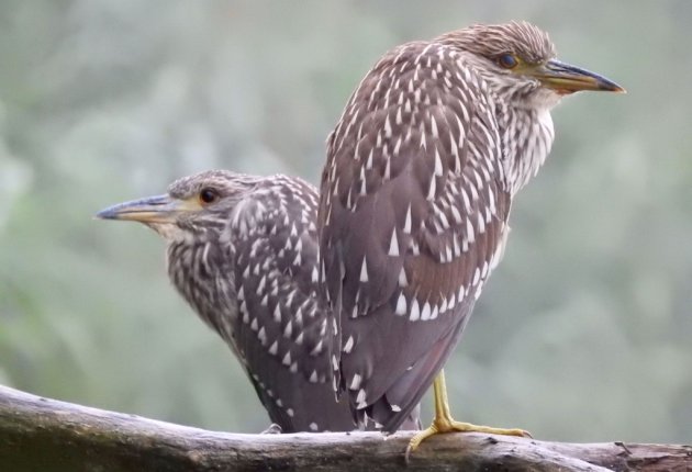 Black-crowned night herons keep a close watch at Millennium Park