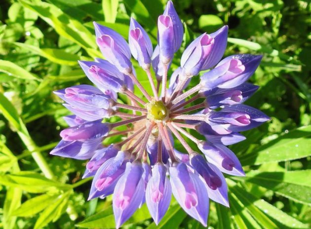 Lupine at Millennium Park