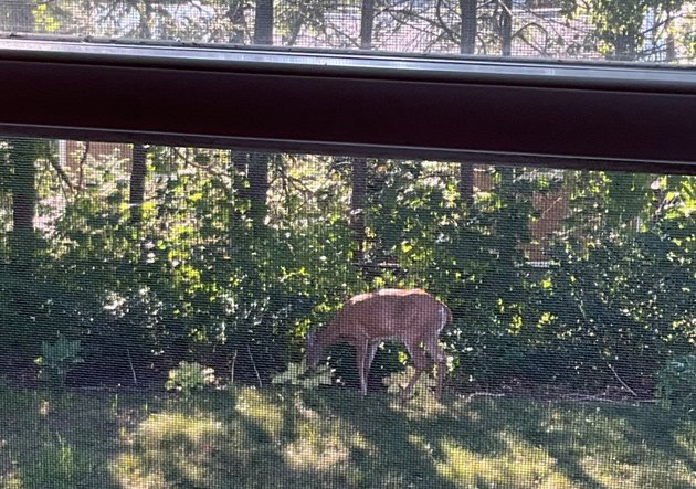 Deer in a backyard