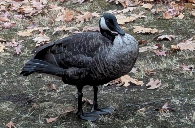 Old coated goose near Longwood