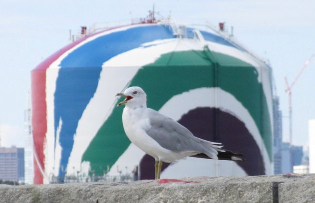 Seagull in front of the Dorchester gas tank