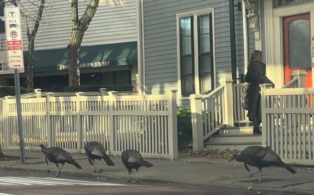 Turkeys at a Cambridge bus stop