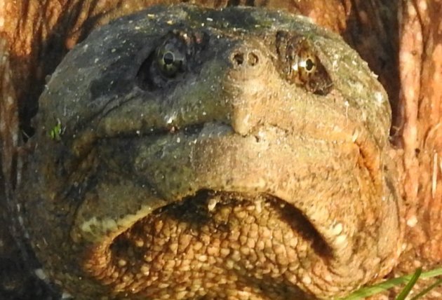 Turtle laying eggs along the Charles River