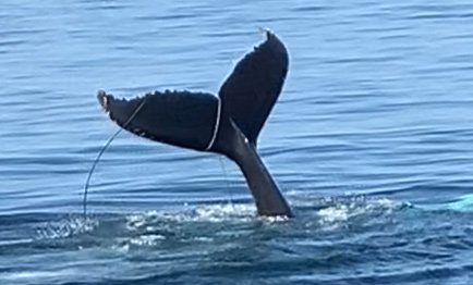 Whale with tale snared by fishing gear